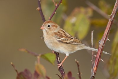 Field-Sparrow_MG_8033.jpg