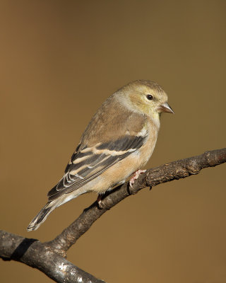 Goldfinch_MG_8009.jpg