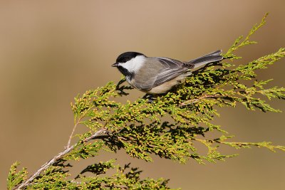 Black-Capped-Chicadee_MG_8277.jpg