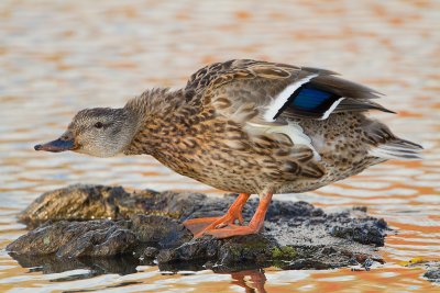 Mallard_MG_6809.jpg