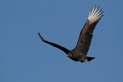 Black-Vulture_MG_8416.jpg