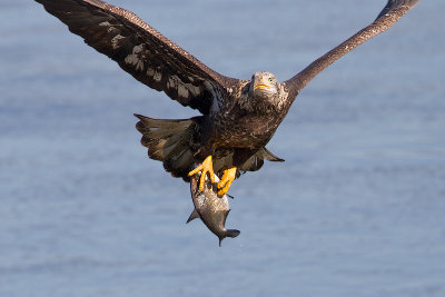 Bald-Eagle-with-Fish_MG_8469.jpg