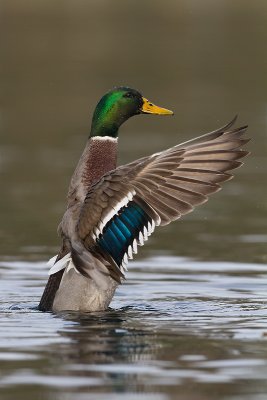 Mallard-Wing-Flap_MG_0834.jpg