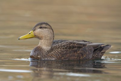 American-Black-Duck_MG_0991.jpg