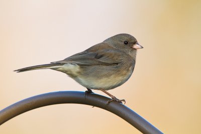 Junco_MG_1045.jpg