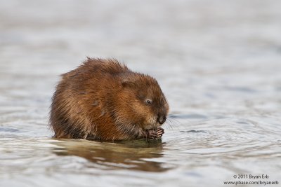 Muskrat_MG_1784.jpg