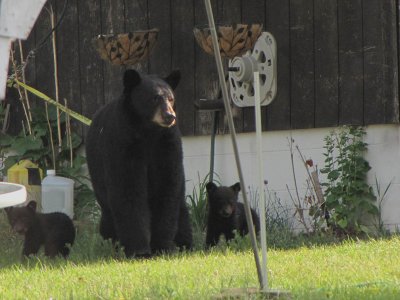 Black Bear - mom with 2 cubs - Crex Meadows - Burnett Co., WI.jpg