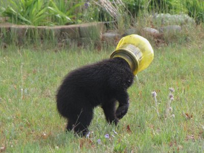 Black Bear cub with head stuck1 - Crex Meadows - Burnett Co., WI.jpg