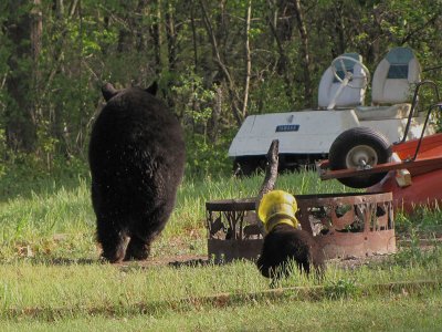 Black Bears leaving - Crex Meadows - Burnett Co., WI.jpg