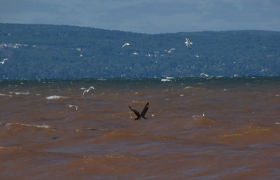 Parasitic Jaeger  subadult