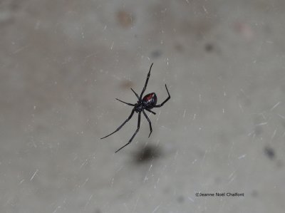 Spiders - Araneida
