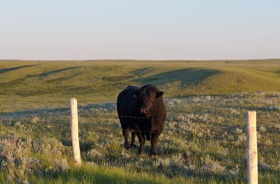 Hatton, SK