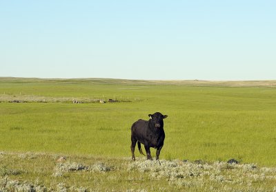 Hatton, SK