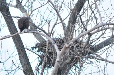 wildlife