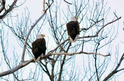 wildlife