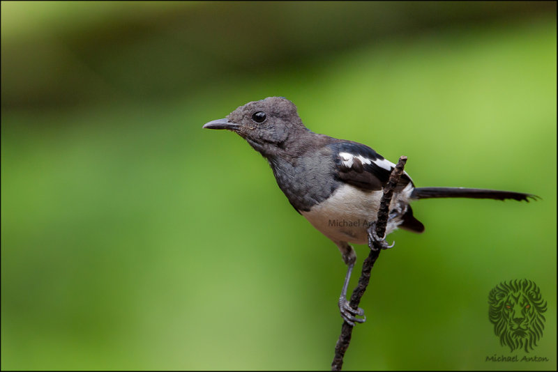 Philippine Magpie-Robin <i>(Copsychus saularis)<i>