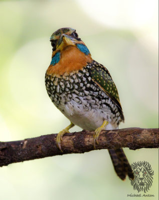 Spotted Wood-Kingfisher (male)