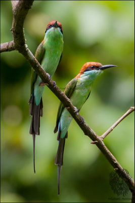 Blue Throated Bee-eater (Merops viridis)