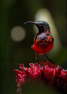 Purple-throated Sunbird (Nectarinia sperata)