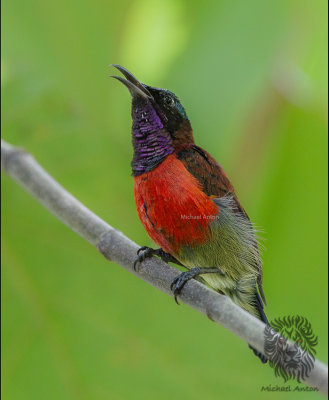 Purple-throated Sunbird (Nectarinia sperata)
