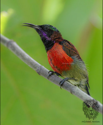 Purple-throated Sunbird (Nectarinia sperata)