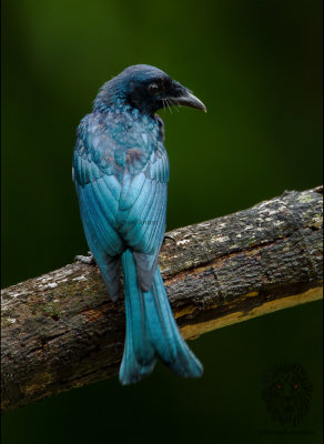 Drongo, Balicassiao (Dicrurus balicassius)