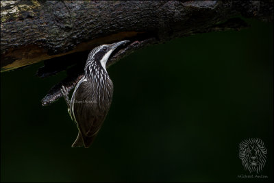 Rhabdornis, Striped-Headed (Rhabdornis mystacalis)