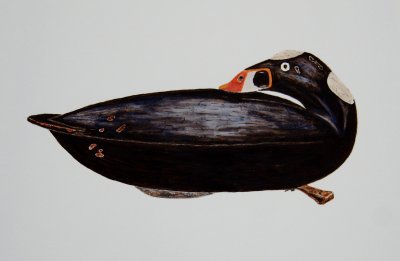 Surf Scoter By Albert Laing Stratford,Connecticut (1811-1886)