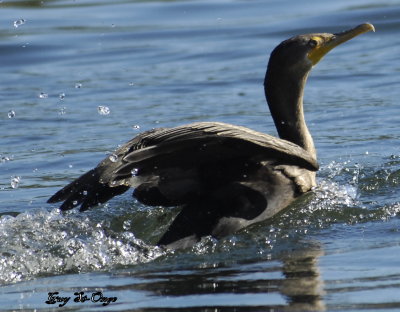          Cormoran à aigrettes