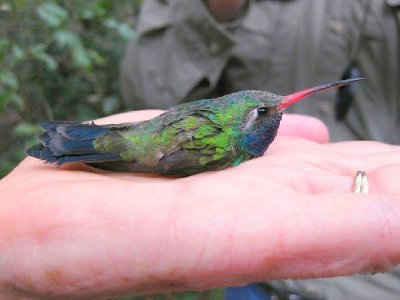 After banding, bird sits calmly in host's hand