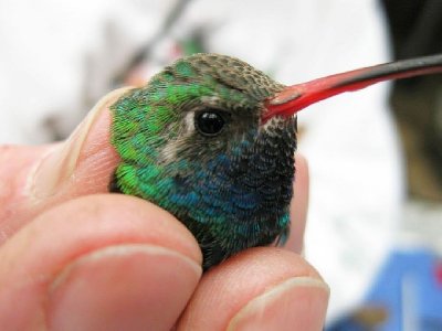Montrose, AL Broad-billed Hummingbird