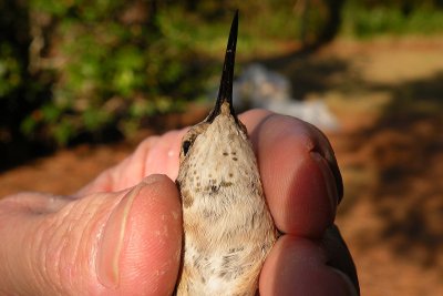 View of the gorget or throat showing a few rufous feathers