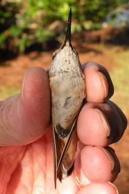 Complete view of the bird's underside