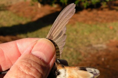 Wing, the outer feathers are old, the rest have been replaced.  Notice one is still growing in.