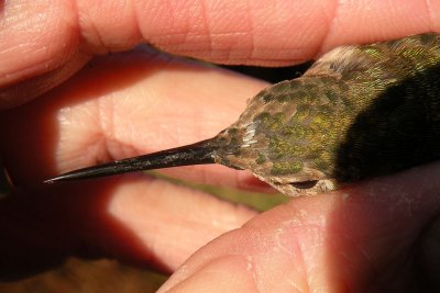Head, see the new feathers at the base of the bill.