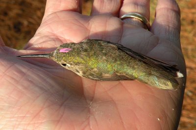 After banding the bird is given a temporary pink mark to indicate it has been banded.