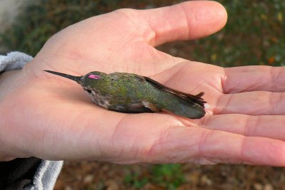 Ready for release, quite content to sit in the hand for a few moments.