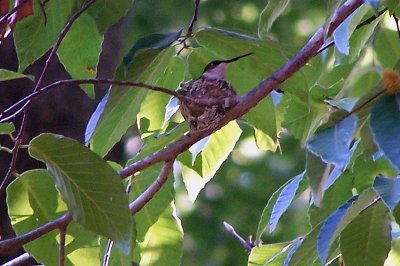 Bev Nest.jpg