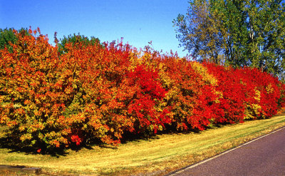 Timber Road Color