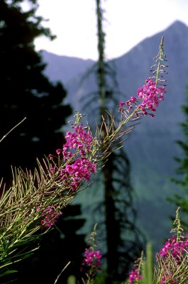 Mountain Flower