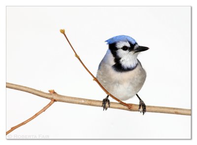Blue Jay