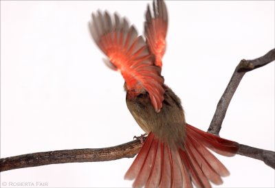 Female Cardinal