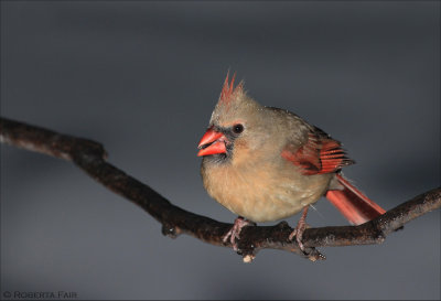Female Cardinal with Snowflakes