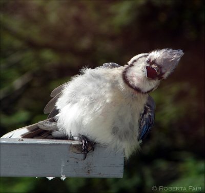 Baby Blue Jay