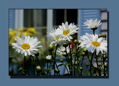 Cheery Flowers