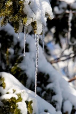 Tree Icicle