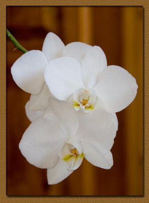 In Bloom Again