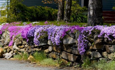 The Purple Wall