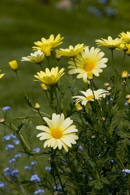 Sunny Flowers