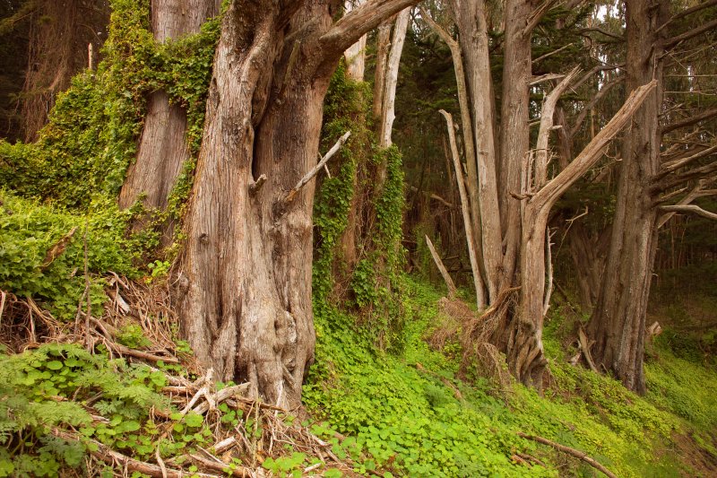 eucalyptus